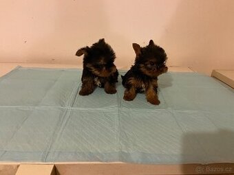 Yorkshire terrier , York, Jorkšír,Yorkshir