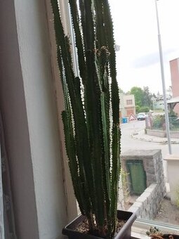 prodej