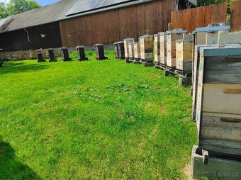 přezimovaná produkční včelstva, včelstva na silné oddělky - 1
