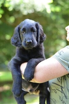 Flat coated retriever - kluci s PP