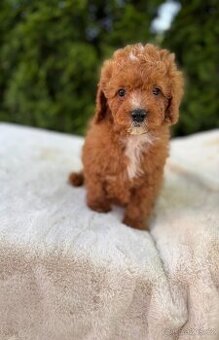 Cavapoo