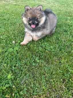 Trpasličí špic/pomeranian