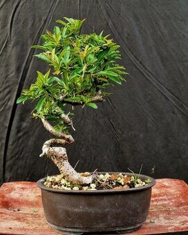 Bonsai, Bonsaj - Hlohyne 5