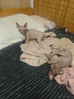 Kanadský sphynx