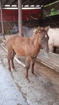 QH hřebeček red dun