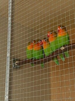 Agapornis fischeri-přírodní