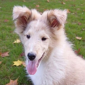 Kolie dlouhosrstá s PP