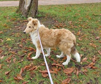 Kolie dlouhosrstá s PP