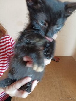 Daruji koťata za odvoz