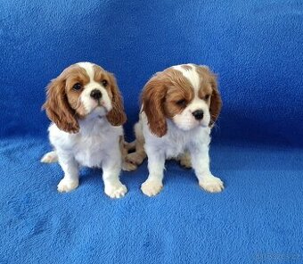 Kavalir king Charles spanel