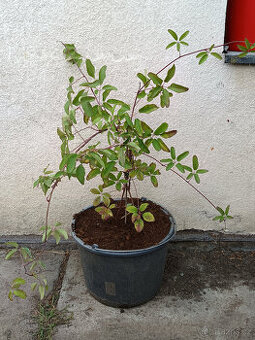 AKEBIE PĚTIČETNA - ČOKOLADOVA REVA
