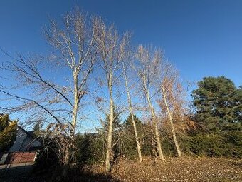 Kácení stromů, ořezy, střih stromů a štípání dřeva