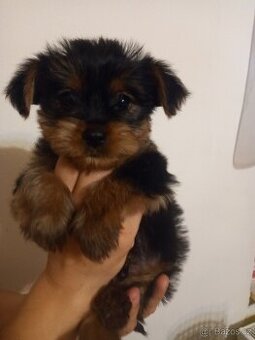 Jorkširský Teriér Yorkširský