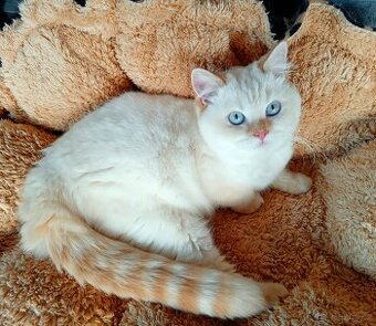 Britský kocourek colorpoint s PP