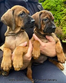 Tosa inu - krásná štěňátka s PP