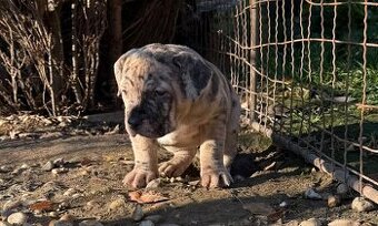 American Bully XL s PP - IHNED K ODBĚRU