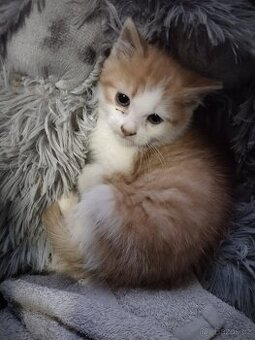 Kříženec mainske a perské