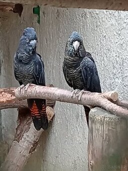 Calyptorhynchus banksii (kakadu Havraní