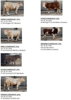 Plemenný býk CHAROLAIS, MASNÝ SIMENTÁL