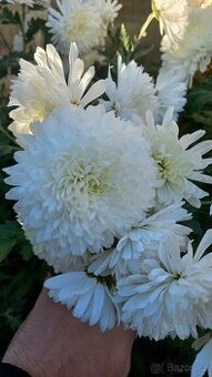 Listopádky, chrysanthemum