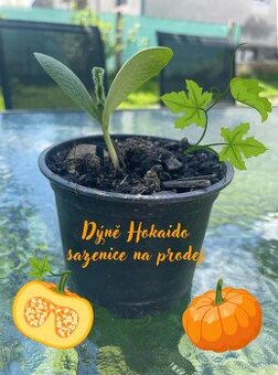 Prodej sazenice dýně, lilek