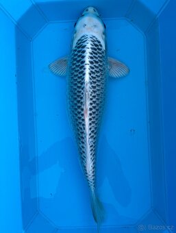 Koi kapři - 1
