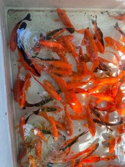 Koi kapr + karas
