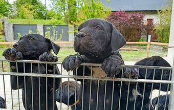 Štěňata Bandog - 1