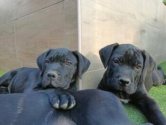 Štěňata Bandog