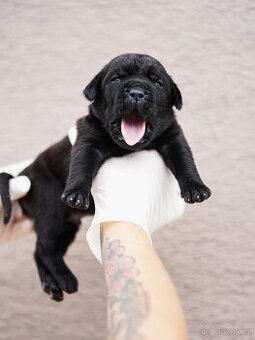 Bandog, Mastiff, Molos