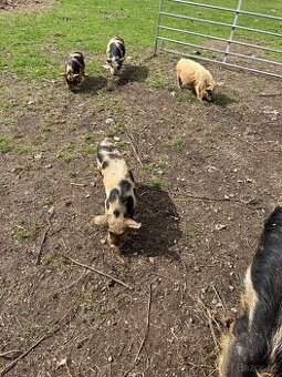 Kune kune - 1