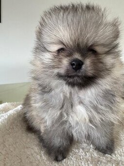 Pomeranian s p.p