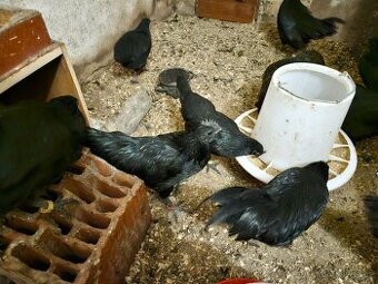 Ayam Cemani