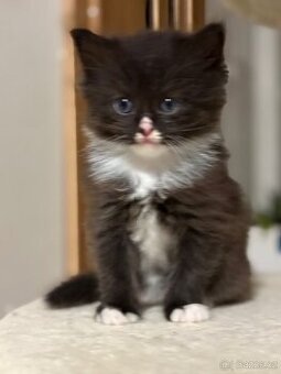 Koťata – britská
