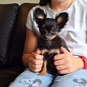 Ruský toy štěně s PP FCI