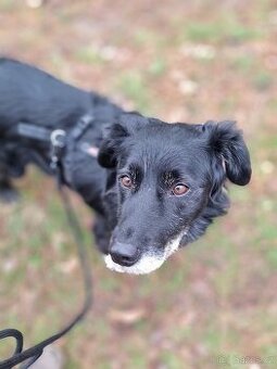 DENY K ADOPCI - přátelský něžný mazel