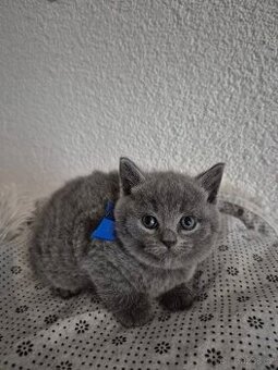 Britské modré krátkosrsté koťátko - 1