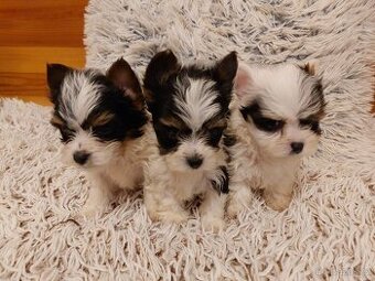 Jorkšírský teriér biewer s PP