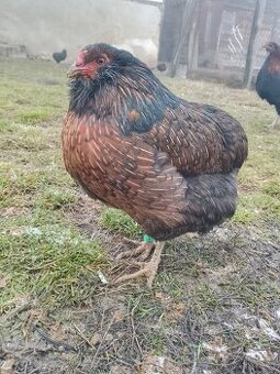 Prodám kuřice Araukany