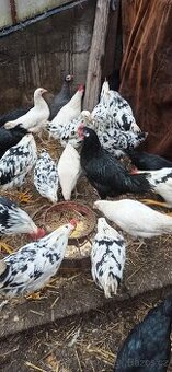 Kuřice, kohouti, kachny, perličky.