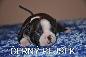 Boston teriér, bostonský teriér, bostonek - 1