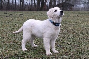 Slovenský čuvač - fenka