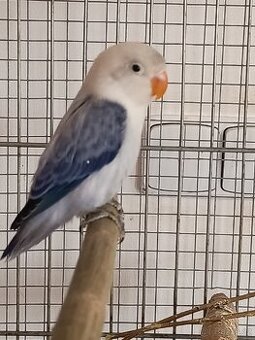 Agapornis fischeri - 1