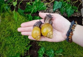 Afričtí šneci Archachatina marginata ovum albino shell