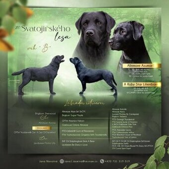 Labradorský retriever - štěňata s PP