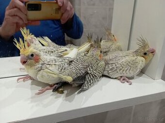 Korely ručně dokrmené Brno