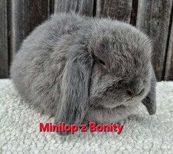 Minilop sameček