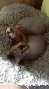 Kanadský sphynx