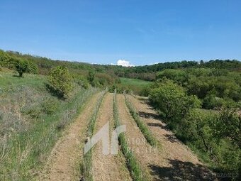 Křepice u Hustopečí – mladá vinice 2 199 m2 – vinice