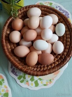 Prodám domácí vejce